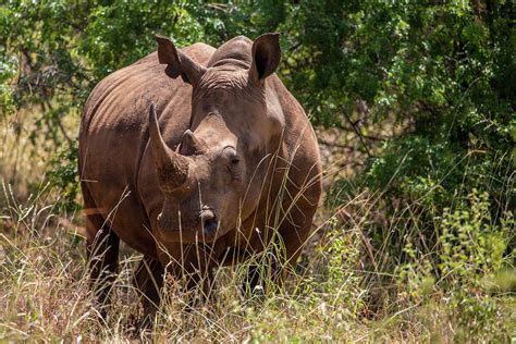 White Rhino Horn Photograph by Jenna Wilson