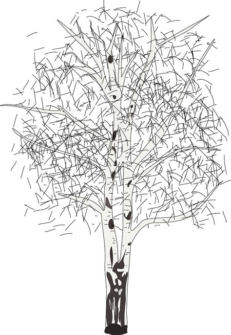 How To Draw A Birch Tree Step By Step Lessons Free Printable Stencils