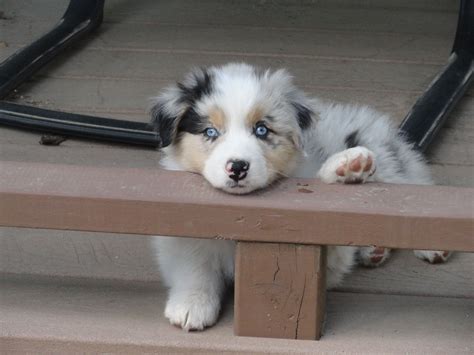 Australian Shepherd Puppy with Blue Eyes