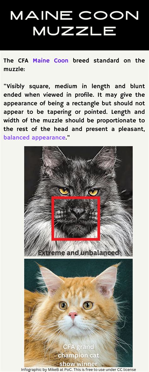 Infographic on extreme Maine Coon muzzle versus Grand Champion muzzle ...