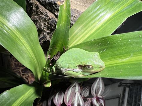 Green Tree Frog Ramphibians