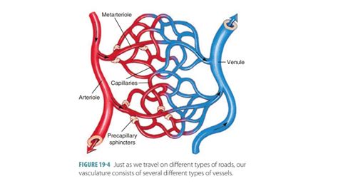 Capillaries - Types | Blood Vessel Structure | Vascular System