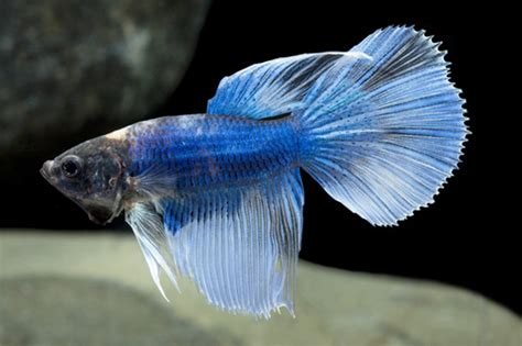 Super Delta Betta Male Large