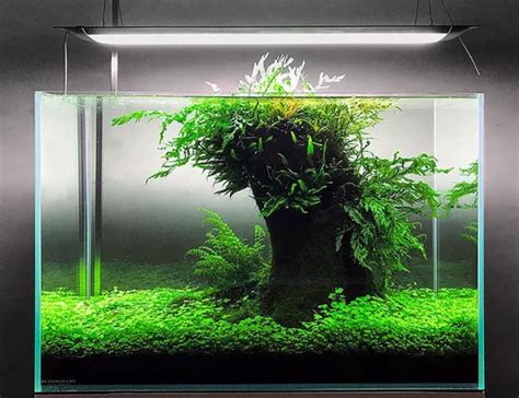 Cách Setup Bể Thủy Sinh Nhất Trụ Đơn Giản Vô Cùng Đẹp