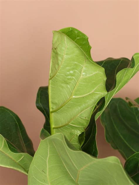 Extra Large Fiddle Leaf Fig Online Plant Store Shop Live Inventory