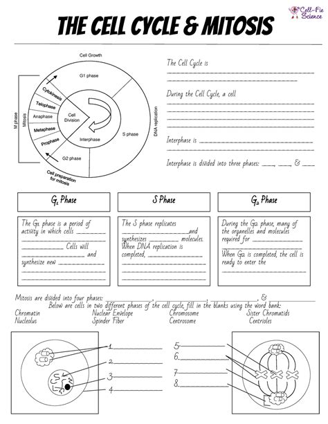 Cell Cycle Mitosis Interactive Note Taking Sheet And Microscope Lab