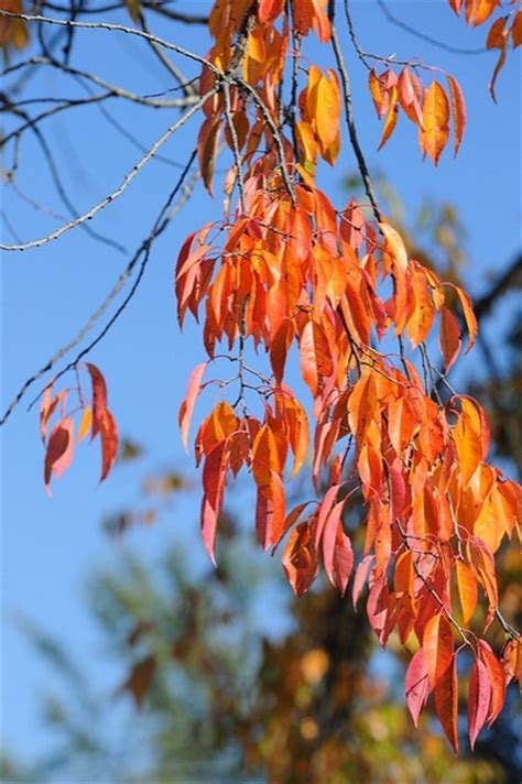 Prunus serotina (Black Cherry, Wild Cherry, Wild Rum Cherry) | North ...