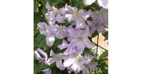 Клематис Блекитни Аниол (крупноцветковый) купить с доставкой в интернет ...