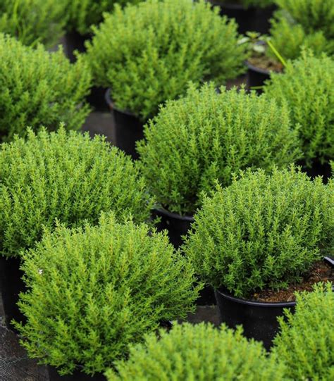 Тимьян Компактус купить с доставкой, 9.00руб.