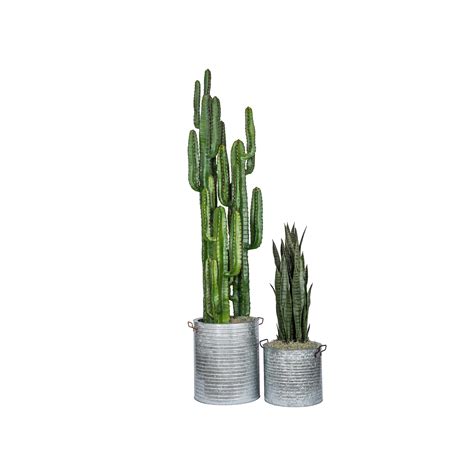 Cactus Tree 5 Mayker Events