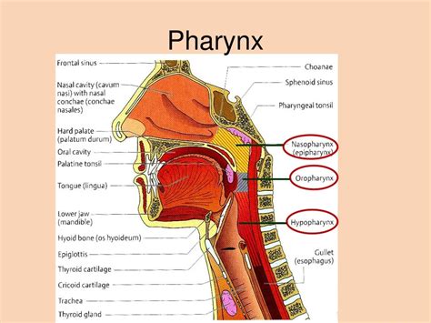 Pharynx Function