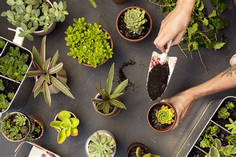 How To Build A Go-To Garden From Scratch | Revoada