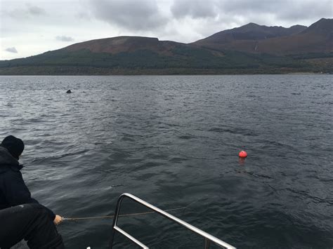 Basking Shark Scotland - Basking Shark Scotland