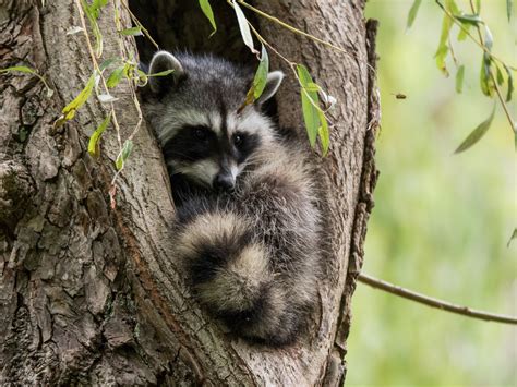 Wallpaper Raccoon Tree Hollow 3840x2160 Uhd 4k Picture Image