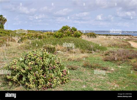 Opuntia Stricta Plants With Fruit Stock Photo Alamy