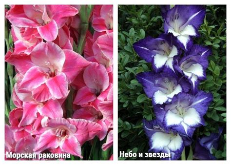 Лучшие сорта гладиолусов с фото и названиями (49 фото)