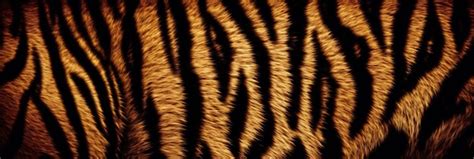 Premium Ai Image A Stripe On A Zebra