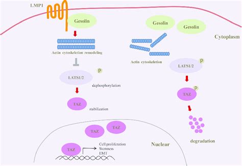 Schematic Representation Of Positive Regulation Of Taz By Ebv Lmp In