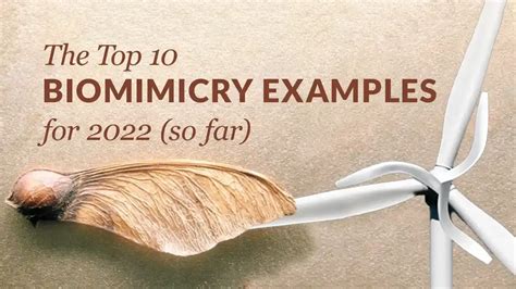 Amazing Examples Of Biomimicry, 52% OFF | www.micoope.com.gt