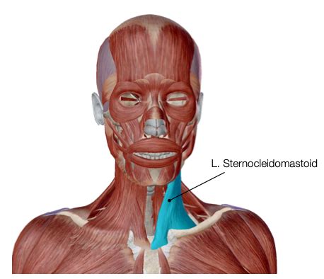 Axial Muscles Flashcards Quizlet