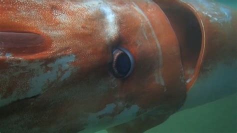 Giant Squid Spotted In Japanese Harbor Cbs