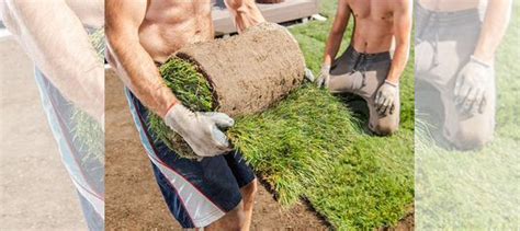 Газон в рулонах из мятлика 2 вида купить в Омске | Товары для дома и ...