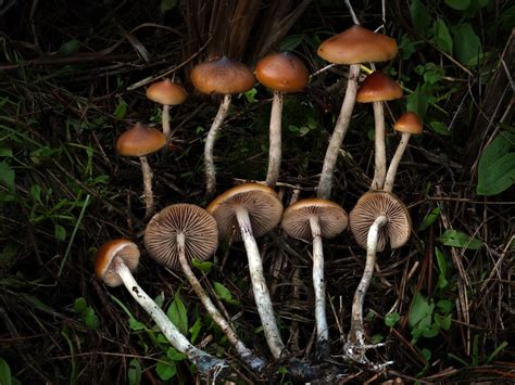 How Long Do Shrooms Last? A Psilocybin Trip Timeline