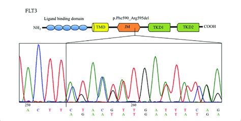 Sanger Sequencing Chromatogram Showing The Flt Deletion Identified