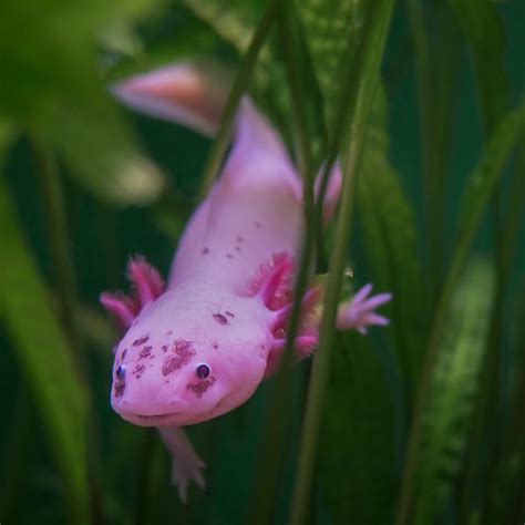 New Species Of Giant Salamander Is The World S Largest Amphibian Artofit