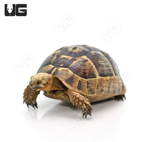 Greek Tortoises For Sale - Underground Reptiles