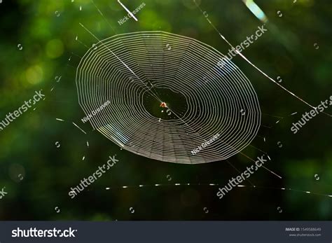 Beauty Radial Symmetry Kite Spider Web Stock Photo 1549588649