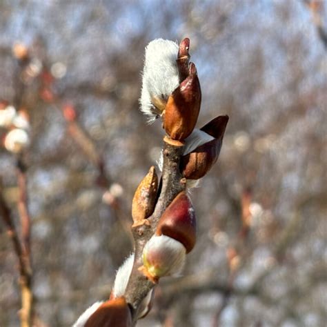 Spring Is Near And Pussy Willow Salix Spp Is Blooming The