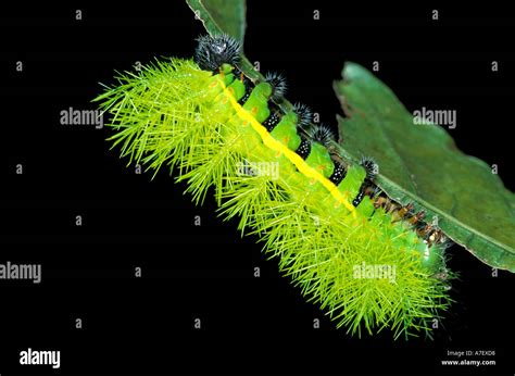 Panama Caterpillar Hi Res Stock Photography And Images Alamy
