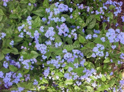 Бруннера крупнолистная Джек Фрост / Brunnera macrophylla Jack Frost ...