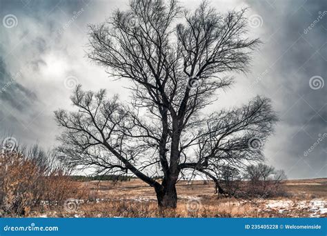 El Gran Roble Solitario Ha Torcido Ramas Desnudas A Fines De Oto O Foto