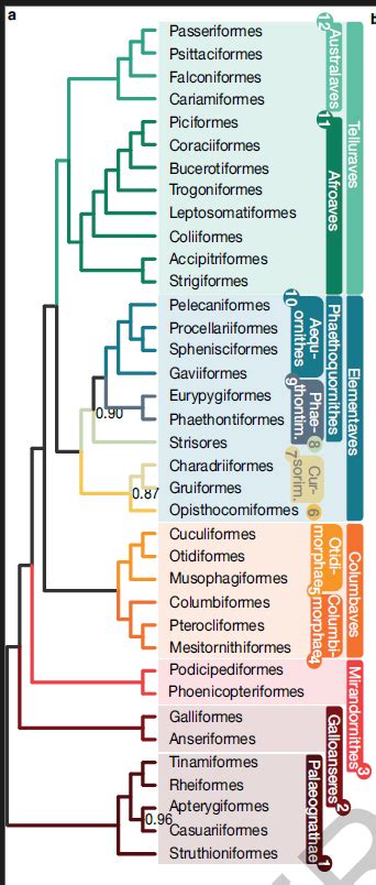 A Dinosaur A Day New Bird Phylogeny Just Dropped Some Interesting