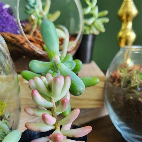 Plant Jelly Beans at Fred Grant blog