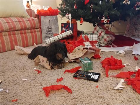Dolly just ruined Christmas! : r/Dachshund