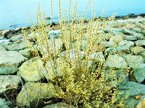 Pussy Willow Marquette French TheTreeFarm