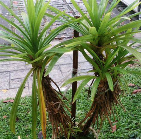 Панданус (пандан, винтовая пальма). Уход в домашних условиях, фото ...