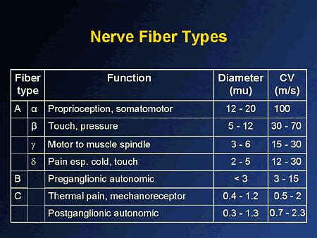 Miscellaneous (Nerve fibers. There are 3 types of peripheral...)