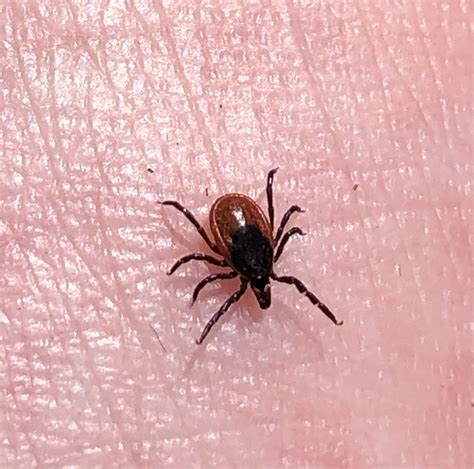 taiga tick from Кировград, Свердловская область, RU on May 7, 2021 at ...