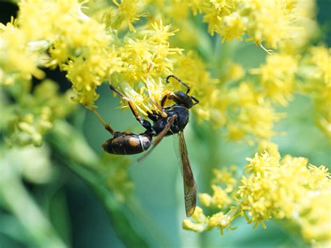 Getting rid of wasp nests - Gardening in Michigan