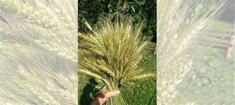 Колосья пшеницы для декора купить в Москве | Товары для дома и дачи | Авито