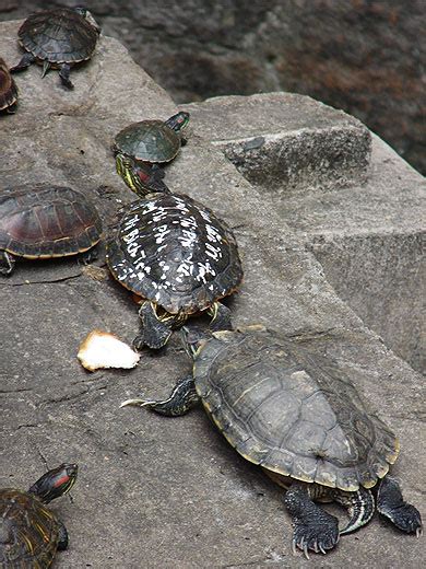 Tortue Votive Pour La F Te Du T T Pagode De L Empereur De Jade