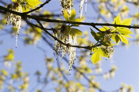 beautiful flowering maple 9753769 Stock Photo at Vecteezy