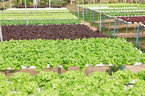 Premium Photo | Hydroponics method of growing plants