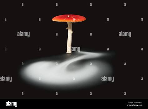 Spore dispersal from fruiting body of a toadstool mushroom over 24 hrs Stock Photo - Alamy