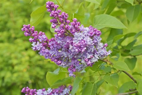 Tips For Growing The Common Lilac In Your Garden