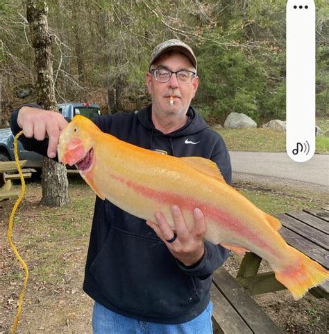 wv state record golden rainbow trout west virginia outsider